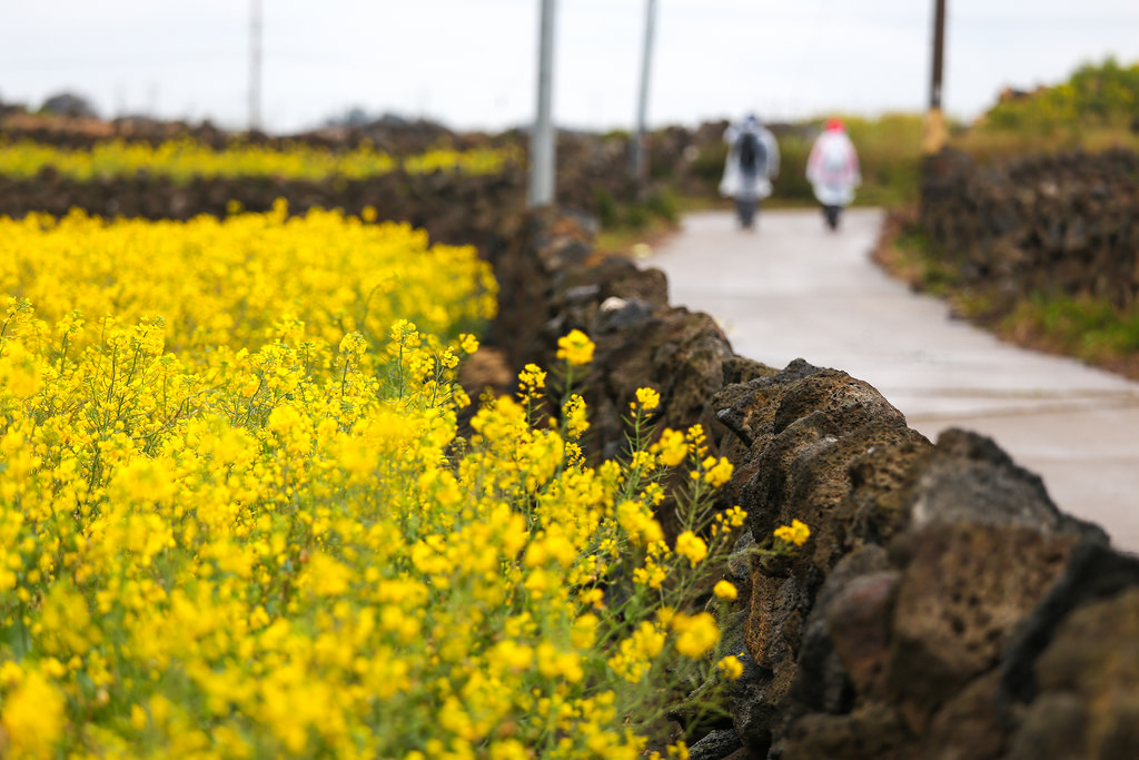 kham-pha-duong-mon-quanh-dao-jeju-vao-mua-thu-jeju-olle